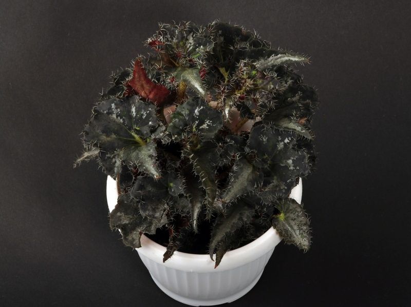 B. ‘McCann’